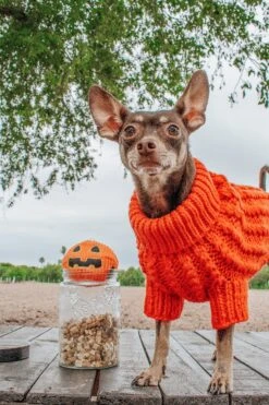 Dog Cable Knit Sweater - Orange -Furfinity Cheap Shop paulthecutie