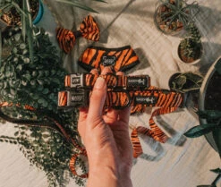 Dog Collar - Paw Of The Tiger -Furfinity Cheap Shop paw of the tiger dog 3