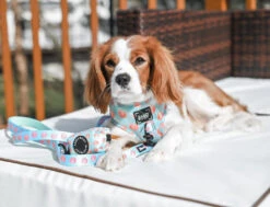 Dog Leash - Peach Please -Furfinity Cheap Shop peach please dog harness 39