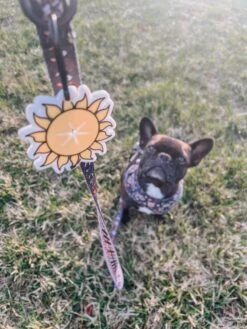 Potty Pal - Sun -Furfinity Cheap Shop peppapiethefrenchie 2