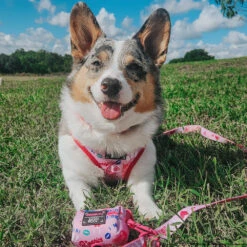 Dog Waste Bag Holder - Mean Girls™ 16 Dog Waste Bag Holder - Mean Girls™ -Furfinity Cheap Shop petuniajunecorgi 2