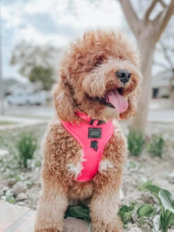 Dog Four Piece Bundle - Neon Pink -Furfinity Cheap Shop pink dog neon collection 13