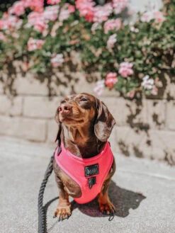 Dog Adjustable Harness - Neon Pink -Furfinity Cheap Shop pink dog neon collection 14 951b74f6 4399 4395 9e5a e1fa8ebc7cdf