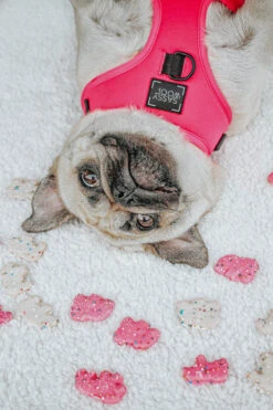 Dog Adjustable Harness - Neon Pink -Furfinity Cheap Shop pink dog neon collection 2