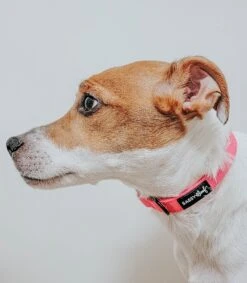 Dog Collar - Neon Pink -Furfinity Cheap Shop pink dog neon collection 7