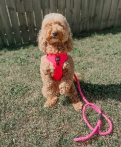 Dog Rope Leash - Neon Pink -Furfinity Cheap Shop pink dog neon collection 8 46392042 0554 44d1 8bf6 67e3bc88696f