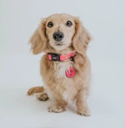 Dog Collar - Neon Pink -Furfinity Cheap Shop pink neon collar tag 2