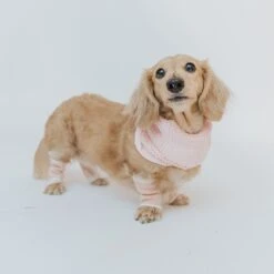 Dog Bundle - Infinity Scarf & Leg Warmers 19 Dog Bundle - Infinity Scarf & Leg Warmers -Furfinity Cheap Shop pink scarf leg warmer bundle dog 2