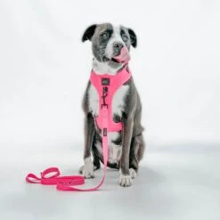 Dog Four Piece Bundle - Neon Pink -Furfinity Cheap Shop pinkdog 2