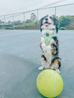 Dog Collar - Serving Up Sass 19 Dog Collar - Serving Up Sass -Furfinity Cheap Shop poppy and sprout 2