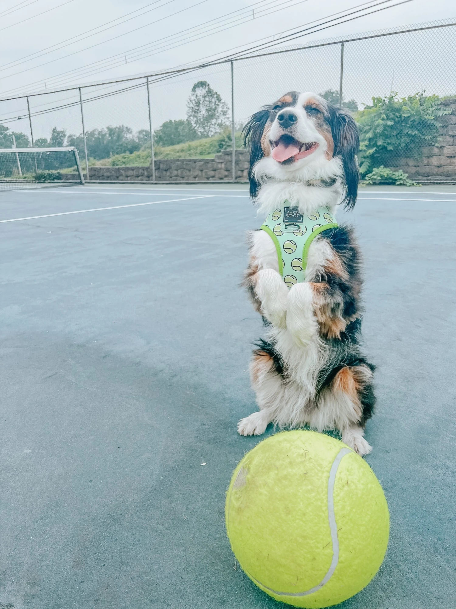 Dog Collar - Serving Up Sass 10 Dog Collar - Serving Up Sass - Image 8