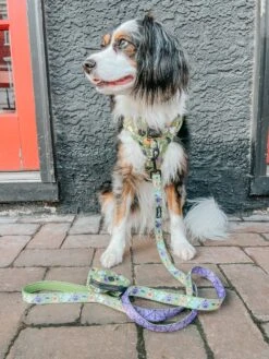 Dog Four Piece Bundle - Haunt Mess 28 Dog Four Piece Bundle - Haunt Mess -Furfinity Cheap Shop poppy and sprout 2 b4caa19c 1a01 450a b5f0 6a8b9d1f324a