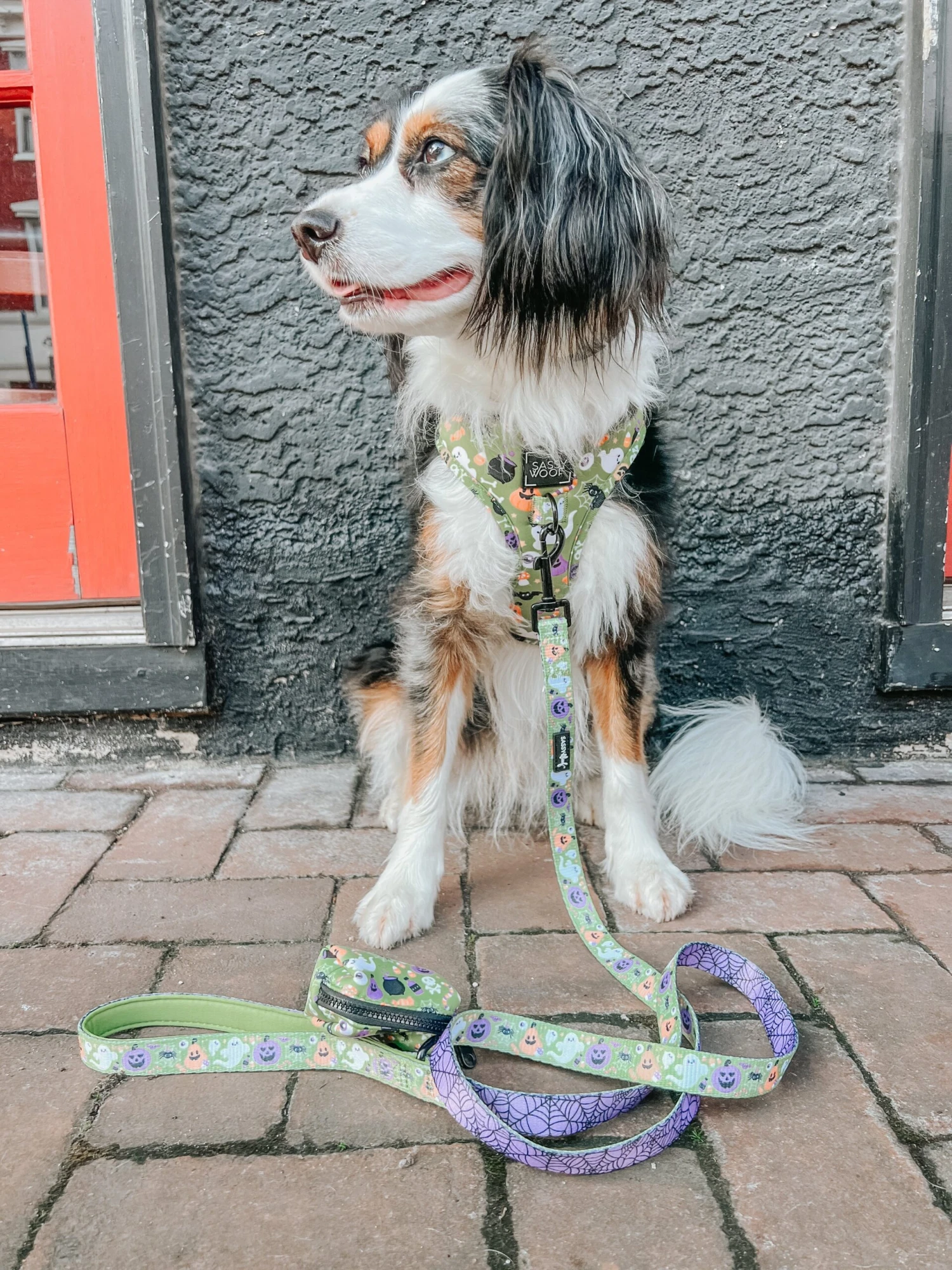 Dog Four Piece Bundle - Haunt Mess 14 Dog Four Piece Bundle - Haunt Mess - Image 12