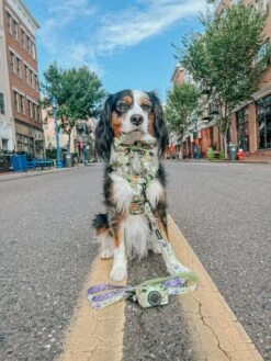 Dog Four Piece Bundle - Haunt Mess 29 Dog Four Piece Bundle - Haunt Mess -Furfinity Cheap Shop poppy and sprout 3 ca0d3877 78ca 499e af6b 60e072e96d03