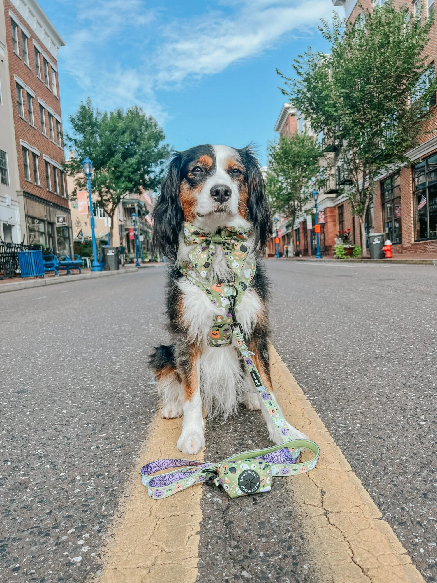 Dog Four Piece Bundle - Haunt Mess 15 Dog Four Piece Bundle - Haunt Mess - Image 13