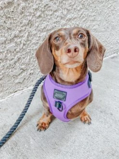 Dog Adjustable Harness - Neon Purple -Furfinity Cheap Shop pumpkin weenie 2