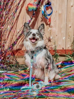 Dog Waste Bag Holder - Pup Pup Hooray -Furfinity Cheap Shop pup pup hooray dog collection photos 29 7eb011ab d620 43ad aa9c cc97c7a28a6a