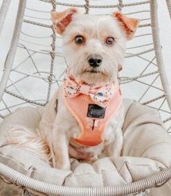 Dog Adjustable Harness - Apple Cider -Furfinity Cheap Shop pupkin apple cider dog harness 1