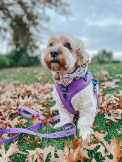 Dog Adjustable Harness - Neon Purple -Furfinity Cheap Shop puppupbear 1