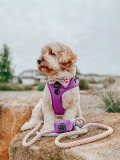 Dog Waste Bag Holder - Neon Purple -Furfinity Cheap Shop puppupbear 2