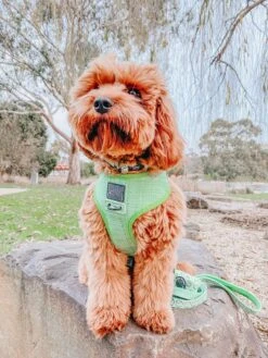 Dog Reversible Harness - Serving Up Sass -Furfinity Cheap Shop puppupbear 3 6785d6ae 00c7 4c1a a51d 30dfd58fbc92