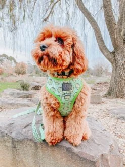 Dog Four Piece Bundle - Serving Up Sass -Furfinity Cheap Shop puppupbear 4