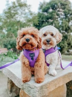 Dog Adjustable Harness - Neon Purple -Furfinity Cheap Shop puppupbear 6