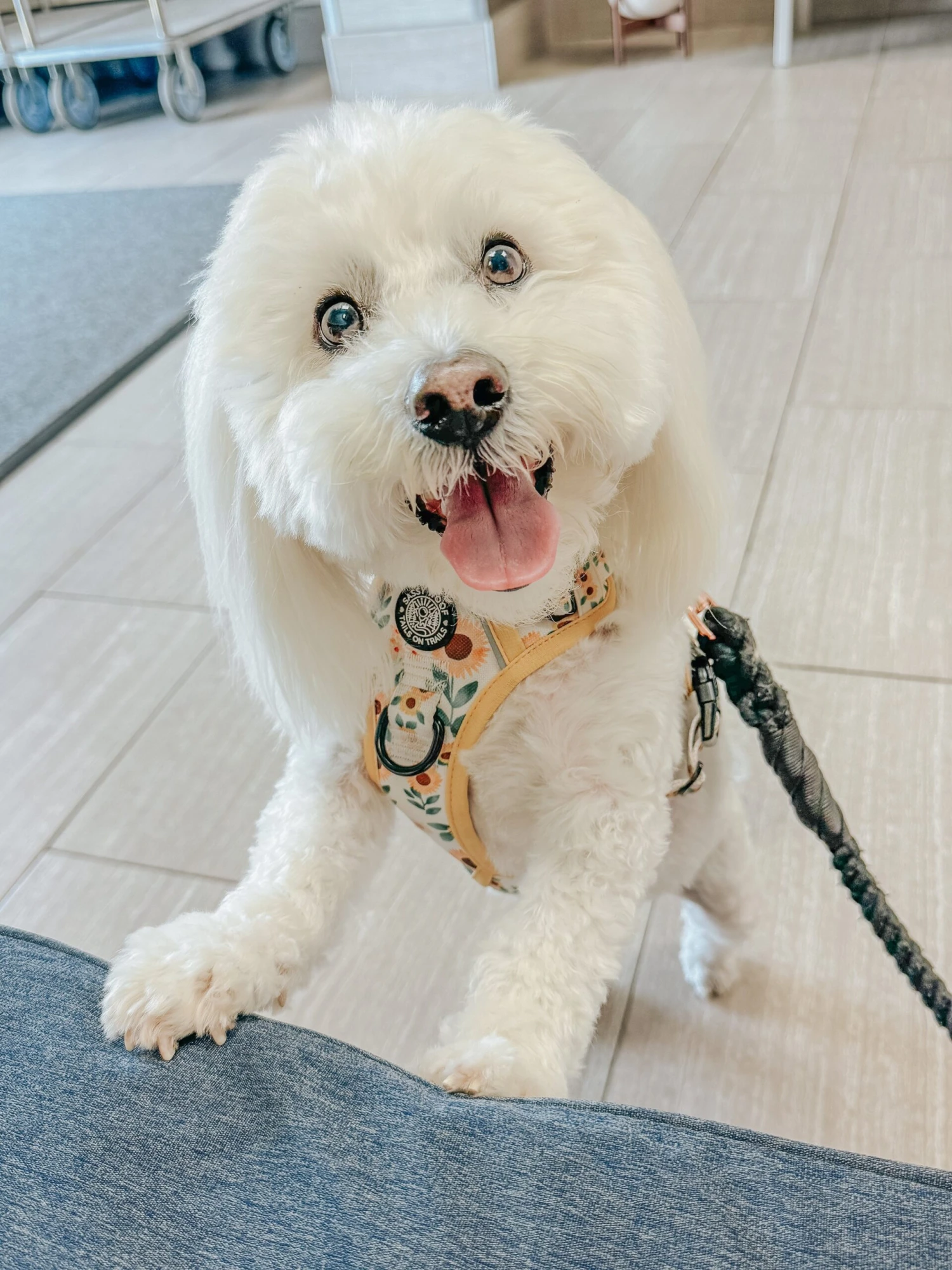 Dog Rope Leash - Noir 12 Dog Rope Leash - Noir - Image 10