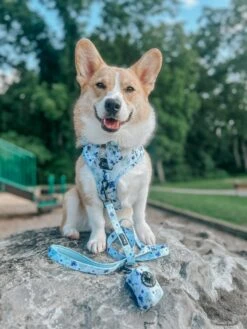 Dog Four Piece Bundle - Berry Sassy -Furfinity Cheap Shop puppynapkin 2 3dea7696 1e77 429c 9cc5 7e26990295c9