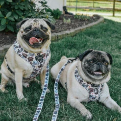 Dog Four Piece Bundle - It's A Pug's Life -Furfinity Cheap Shop re sizedPUGS1