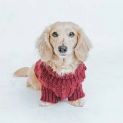 Dog Cable Knit Sweater - Red -Furfinity Cheap Shop red cable knit sweater models 2