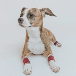 Dog Leg Warmers - Red -Furfinity Cheap Shop red leg warmer dog 2