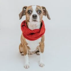 Dog Infinity Scarf - Red 12 Dog Infinity Scarf - Red -Furfinity Cheap Shop red scarf dog 2