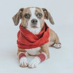 Dog Bundle - Infinity Scarf & Leg Warmers 20 Dog Bundle - Infinity Scarf & Leg Warmers -Furfinity Cheap Shop red scarf leg warmer bundle dog 3