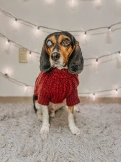 Dog Cable Knit Sweater - Red -Furfinity Cheap Shop redcableknit PAWSITIVELYPRETZEL