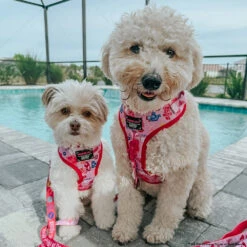 Dog Four Piece Bundle - Mean Girls™ -Furfinity Cheap Shop remyrose goldendoodle 3 d9f97b53 d1ba 45cd a706 58828fbed651