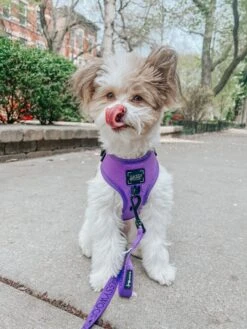 Dog Leash - Neon Purple 22 Dog Leash - Neon Purple -Furfinity Cheap Shop remyrose goldendoodle 3