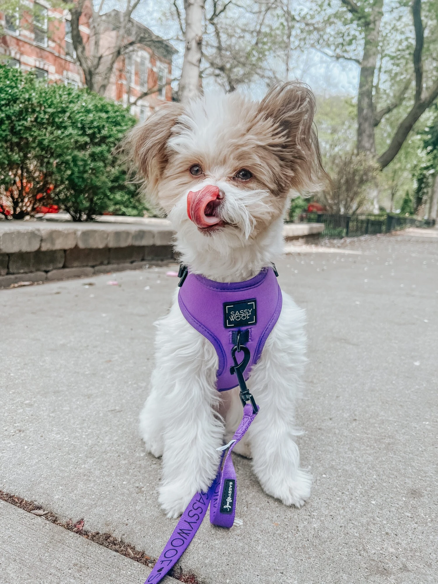 Dog Leash - Neon Purple 8 Dog Leash - Neon Purple - Image 6