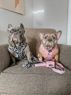 Dog Adjustable Harness - Whole Milk -Furfinity Cheap Shop rhinoandroo 1 266fe393 c7c1 4e6f b40c 731639d2c94a