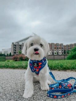 Dog Two Piece Bundle - Superman™ & Krypto™ -Furfinity Cheap Shop rockynycmorkie 1 db77e807 480e 4471 8c92 34114f3b6c35