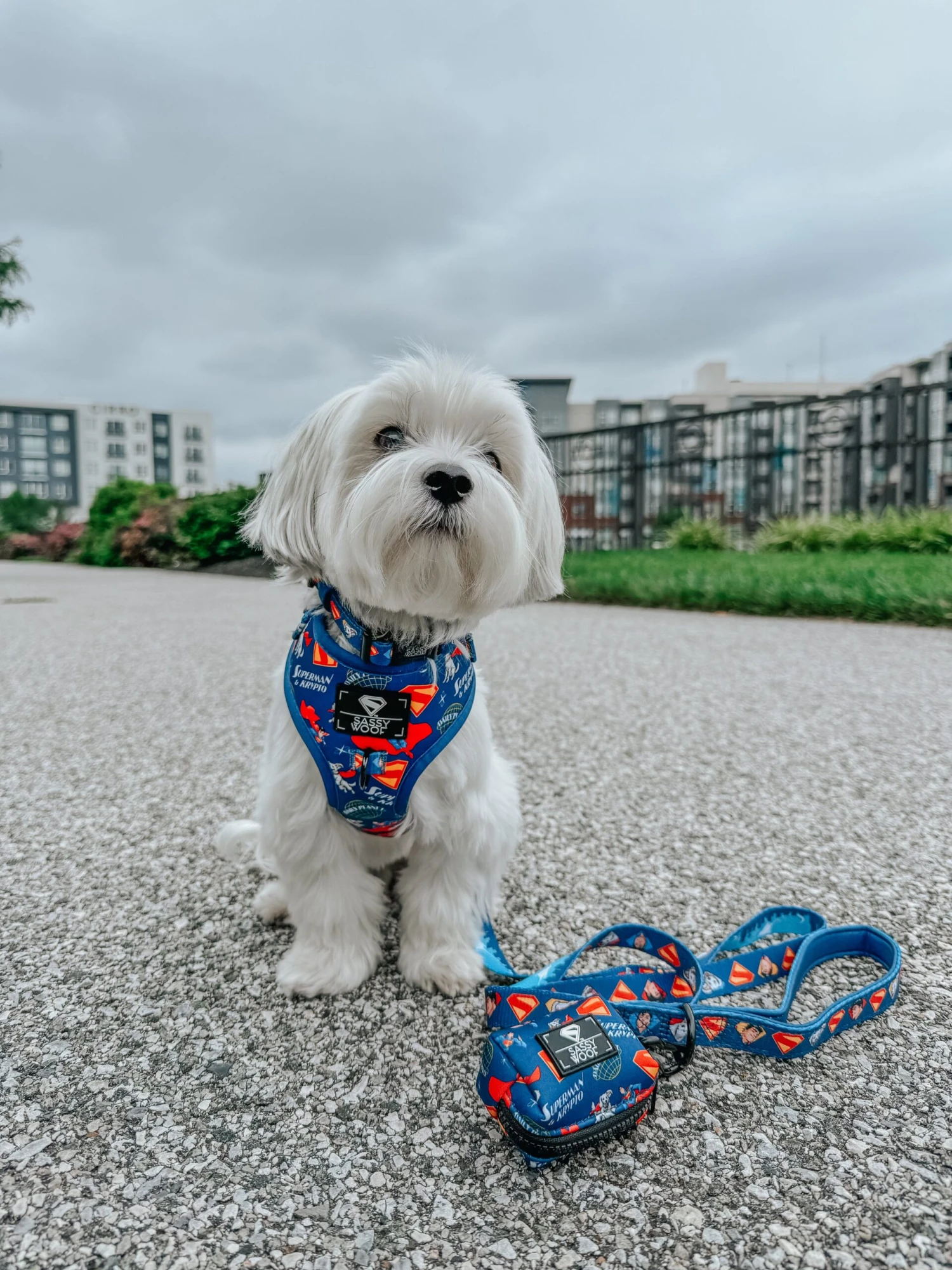 Dog Three Piece Bundle - Superman™ & Krypto™ 11 Dog Three Piece Bundle - Superman™ & Krypto™ - Image 9