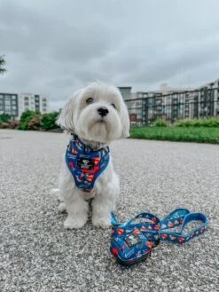 Dog Four Piece Bundle - Superman™ & Krypto™ -Furfinity Cheap Shop rockynycmorkie 2 bb0df7fb 6622 4749 a4aa d87bdea120e9