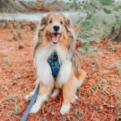 Dog Leash - Twilight -Furfinity Cheap Shop s kirbythefurbaby 69dc112d 0b3f 4374 b768 587e2cbf458b