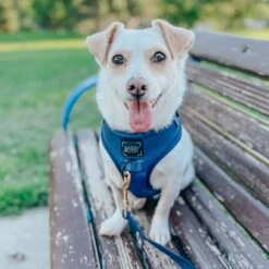 Dog Adjustable Harness - Twilight -Furfinity Cheap Shop s tugthechiweenie