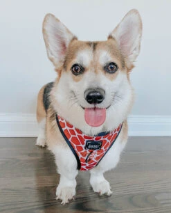 Dog Adjustable Harness - Giraffic Park -Furfinity Cheap Shop safari collection 19