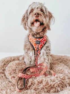 Dog Adjustable Harness - Giraffic Park -Furfinity Cheap Shop safari collection 25