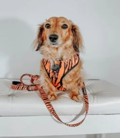 Dog Adjustable Harness - Paw Of The Tiger -Furfinity Cheap Shop safari collection 6