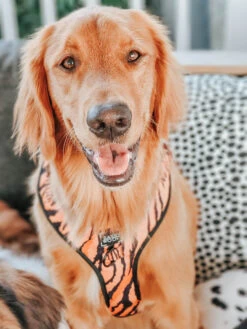 Dog Adjustable Harness - Paw Of The Tiger -Furfinity Cheap Shop safari dog photos 1 5c4b77bd 9bad 405a a74e d4bddd041617