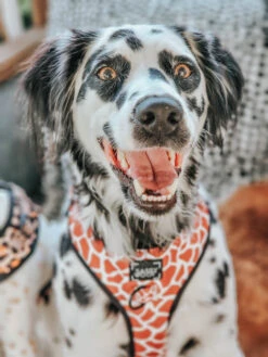 Dog Adjustable Harness - Giraffic Park -Furfinity Cheap Shop safari dog photos 3 80e32e80 5d85 4003 98e5 4c43cbc2e622