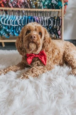 Dog Sailor Bow - Merlot -Furfinity Cheap Shop sailor bows dog 1